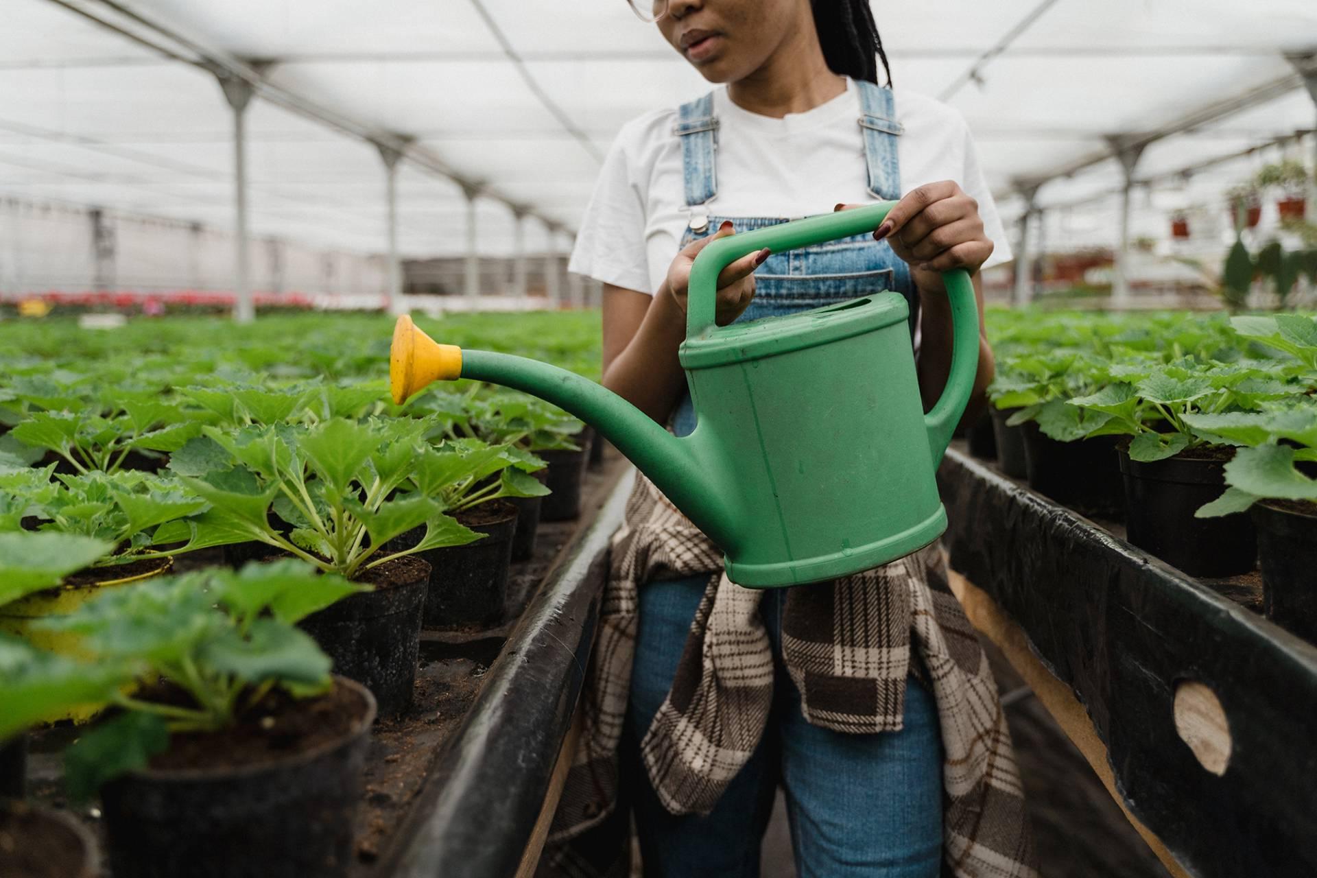 bps/horticulture-watering-plants